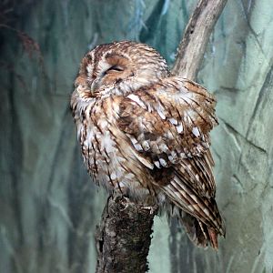 Tawny Owl