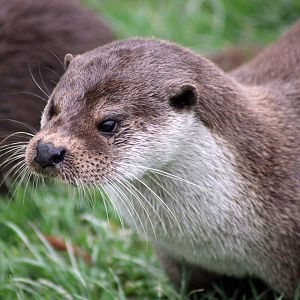 Eurasian Otter