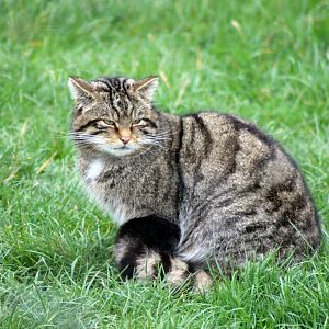 Scottish Wildcat