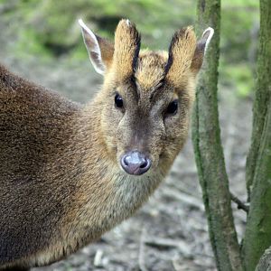 Muntjac