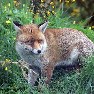 Red Fox