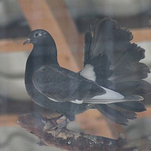 Fantail pigeon