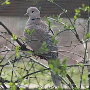 African collared dove (Streptopelia roseogrisea)