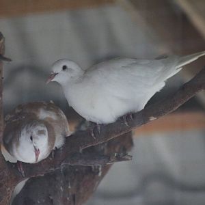African collared doves (Streptopelia roseogrisea)