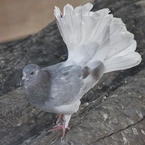 Fantail pigeon