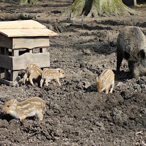 Wild boars (Sus scrofa)