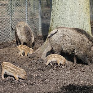 Wild boars (Sus scrofa)
