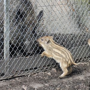Wild boars (Sus scrofa)