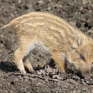 Wild boar (Sus scrofa)