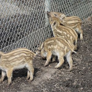 Wild boars (Sus scrofa)