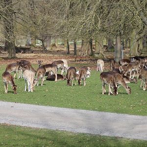 Fallow deers (Dama dama)