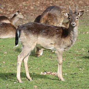 Fallow deer (Dama dama)