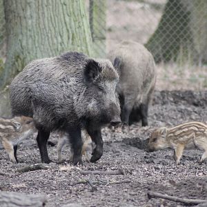 Wild boars (Sus scrofa)