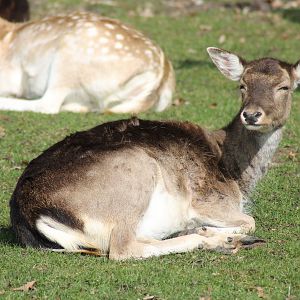 Fallow deer (Dama dama)