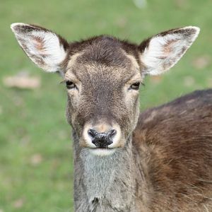 Fallow deer (Dama dama)