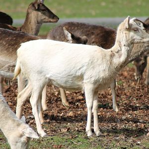 Fallow deer (Dama dama)