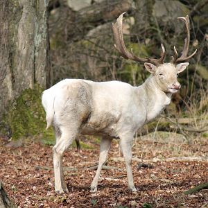 Fallow deer (Dama dama)