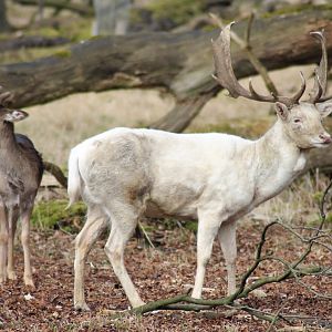 Fallow deer (Dama dama)