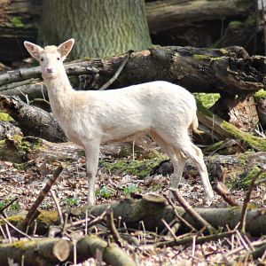 Fallow deer (Dama dama)
