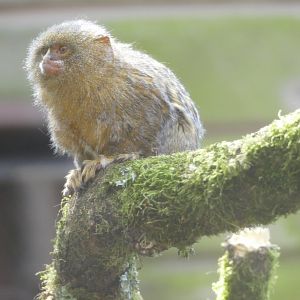 Pygmy marmoset, April 2019