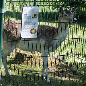 Fallow deer behind wrong sign