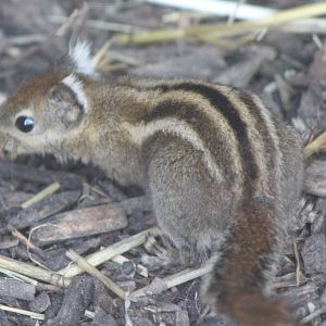 Swinhoe's striped squirrel