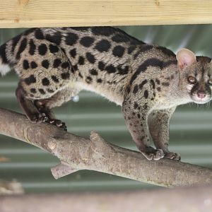 Cape genet