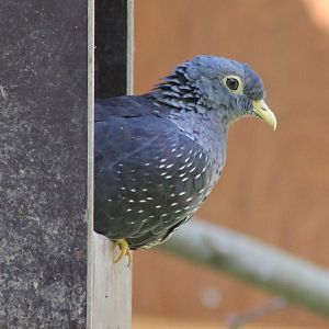 African olive pigeon