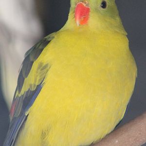 Regent parrot