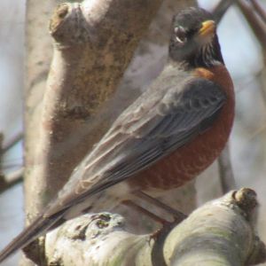 American robin