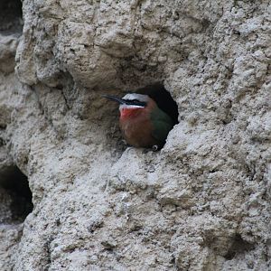 White-Fronted Bee-Eater Exiting Nesthole