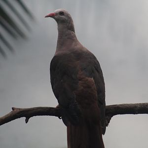Pink Pigeon