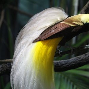 Lesser Bird-of-Paradise Displaying