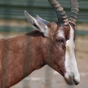 Blesbok