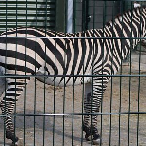 Grant zebra
