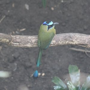 "blue-crowned motmot"