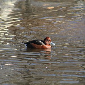 Ferruginous Duck