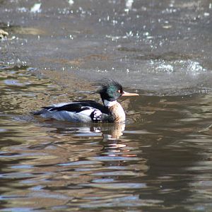 Red-Breasted Merganser