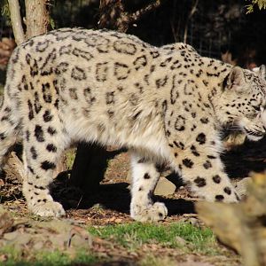 Snow Leopard