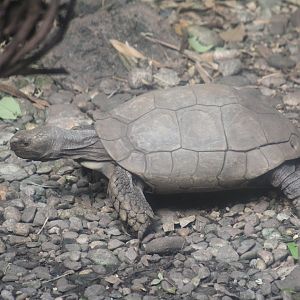 Malaysian Forest Tortoise