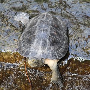 Yellow-Headed Temple Turtle