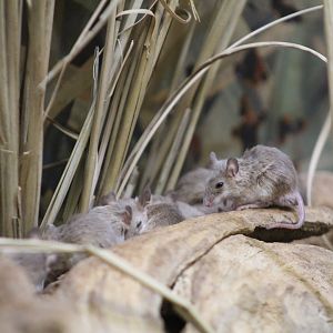 South African Pygmy Mouse