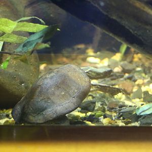 Beal's Four-Eyed Turtle