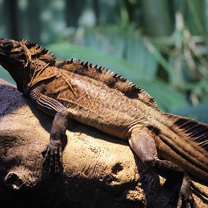 Philippine Sailfin Lizard