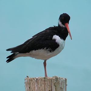 Eurasian Oystercatcher
