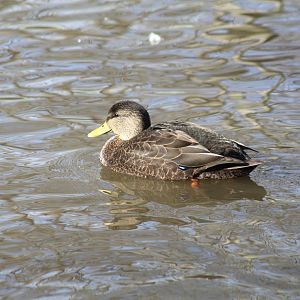 American Black Duck