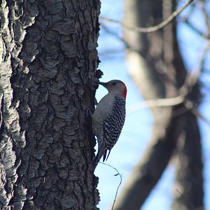 Red-Bellied Woodpecker