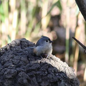 Tufted Titmouse