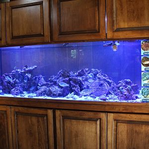 Saltwater Fish Tank