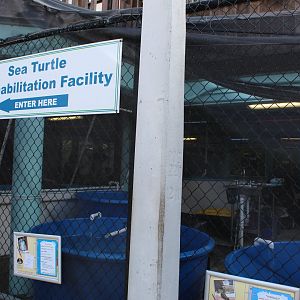 Sea Turtle Rehabilitation Center